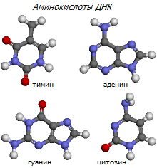 Аминокислоты ДНК