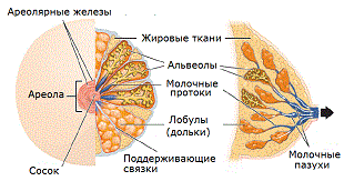 Анатомия молочной железы