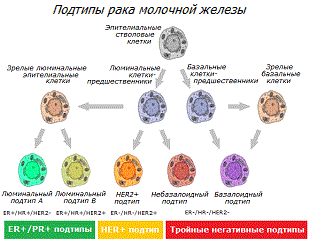 Субтипы раковых клеток молочной железы