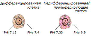 Кислотно-щелочная аномалия