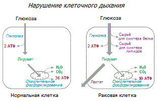 Клеточное производство энергии