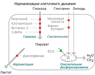 Переключение клеточного дыхания