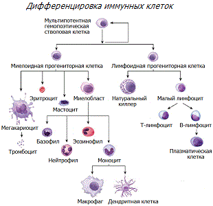 Дифференцировка клеток крови