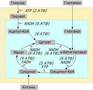 Источники клеточной энергии