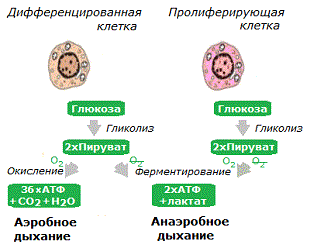 Клеточное дыхание