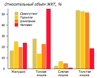 Сравнение кишечников приматов