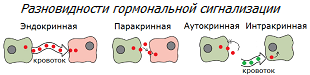 Типы гормональной сигнализации