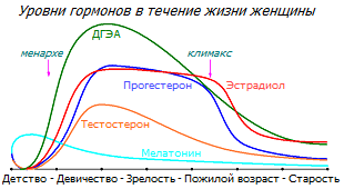 Уровень гормонов в течение жизни женщины