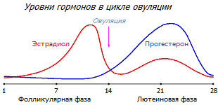 Циклы эстрадиола и прогестерона