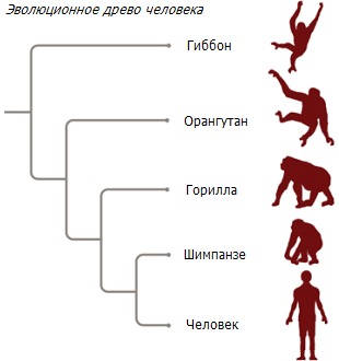 Генеалогия человека