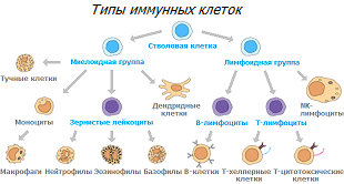 Иммунные клеткия