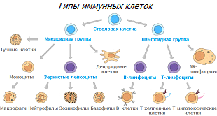 Иммунные клетки