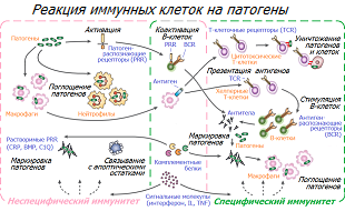 Иммунная реакция