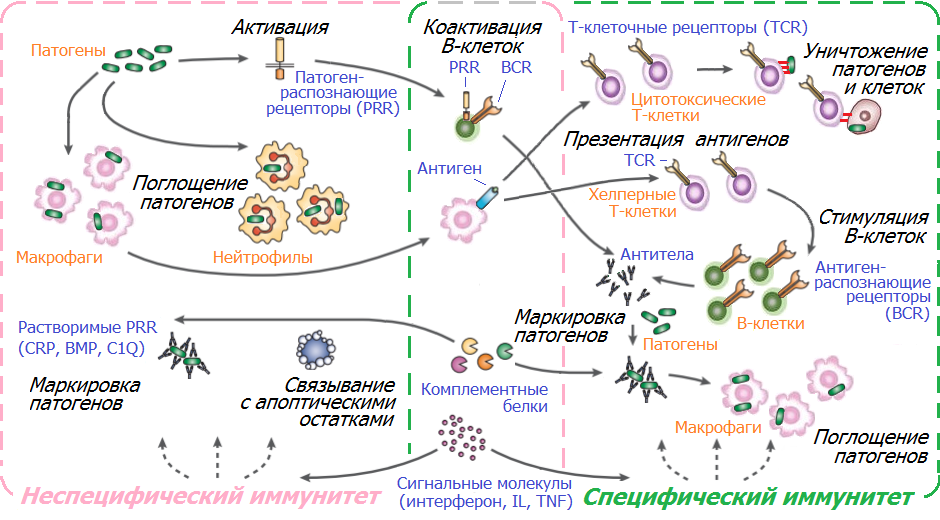 Супрессия иммунного ответа