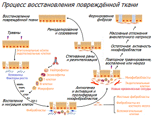 Процесс восстановления ткани