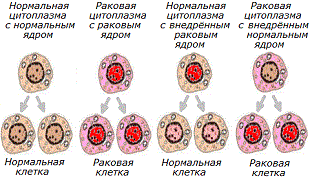 Опыты с ядром и цитоплазмой