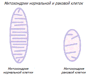 Изменения в митохондриях