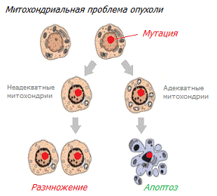 Митохондриальный контроль