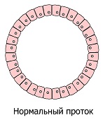 Нормальный проток