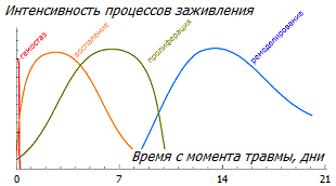 Этапы заживления раны