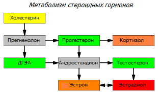 Полный метаболизм половых гормонов