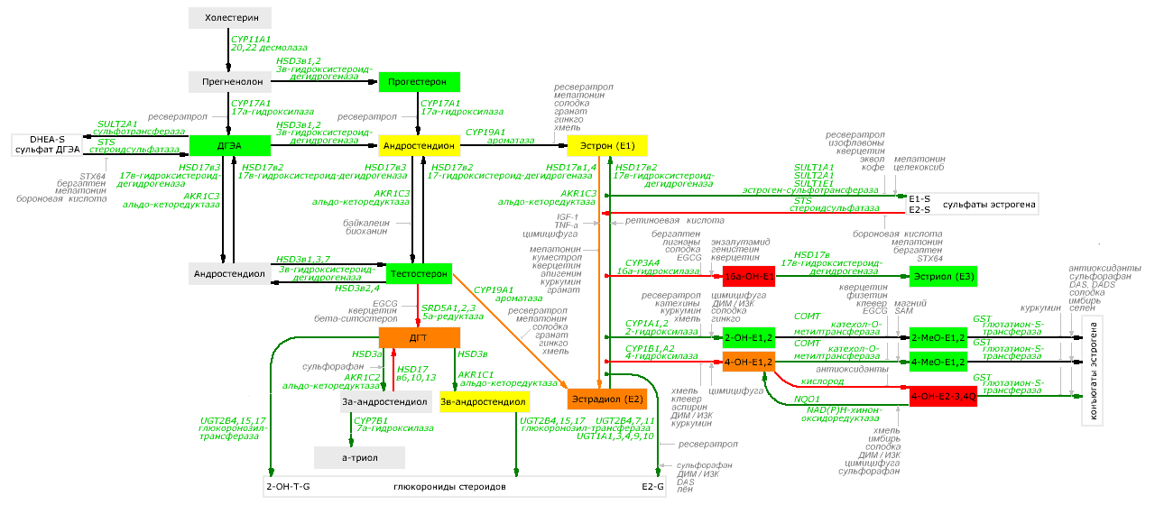 Взаимные преобразования стероидных гормонов