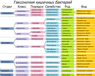 Классификация кишечных бактерий