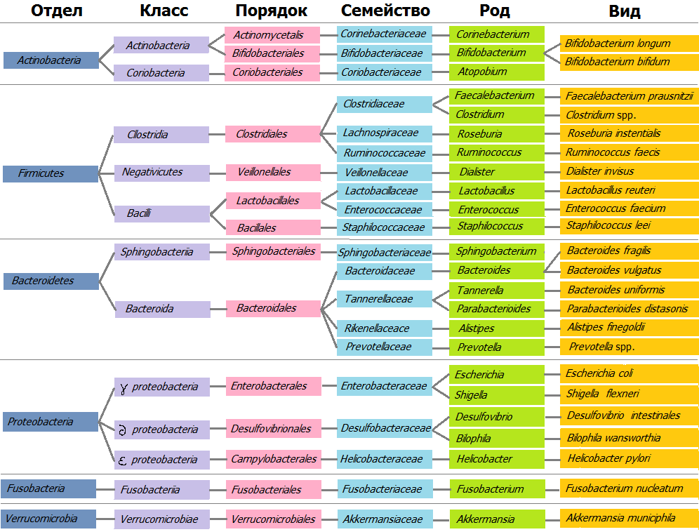 Классификация кишечных бактерий человека