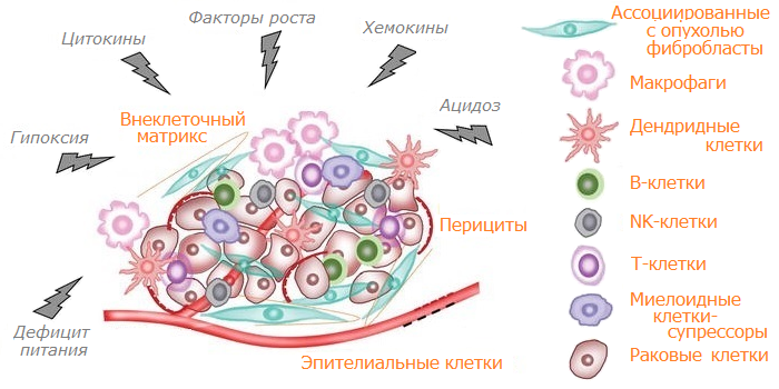 Клеточный спектр микроокружения опухоли